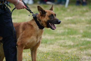 Is The Police Use of Drug Sniffer Dogs Legal in WA?