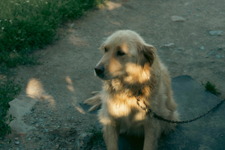 The Offence of Dog Stealing in Western Australia